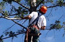 Insurance for Arborists